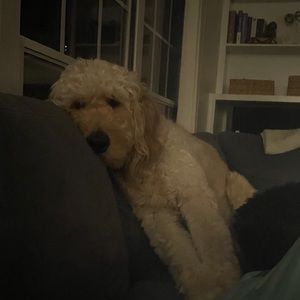 Meet your Posher, Zara